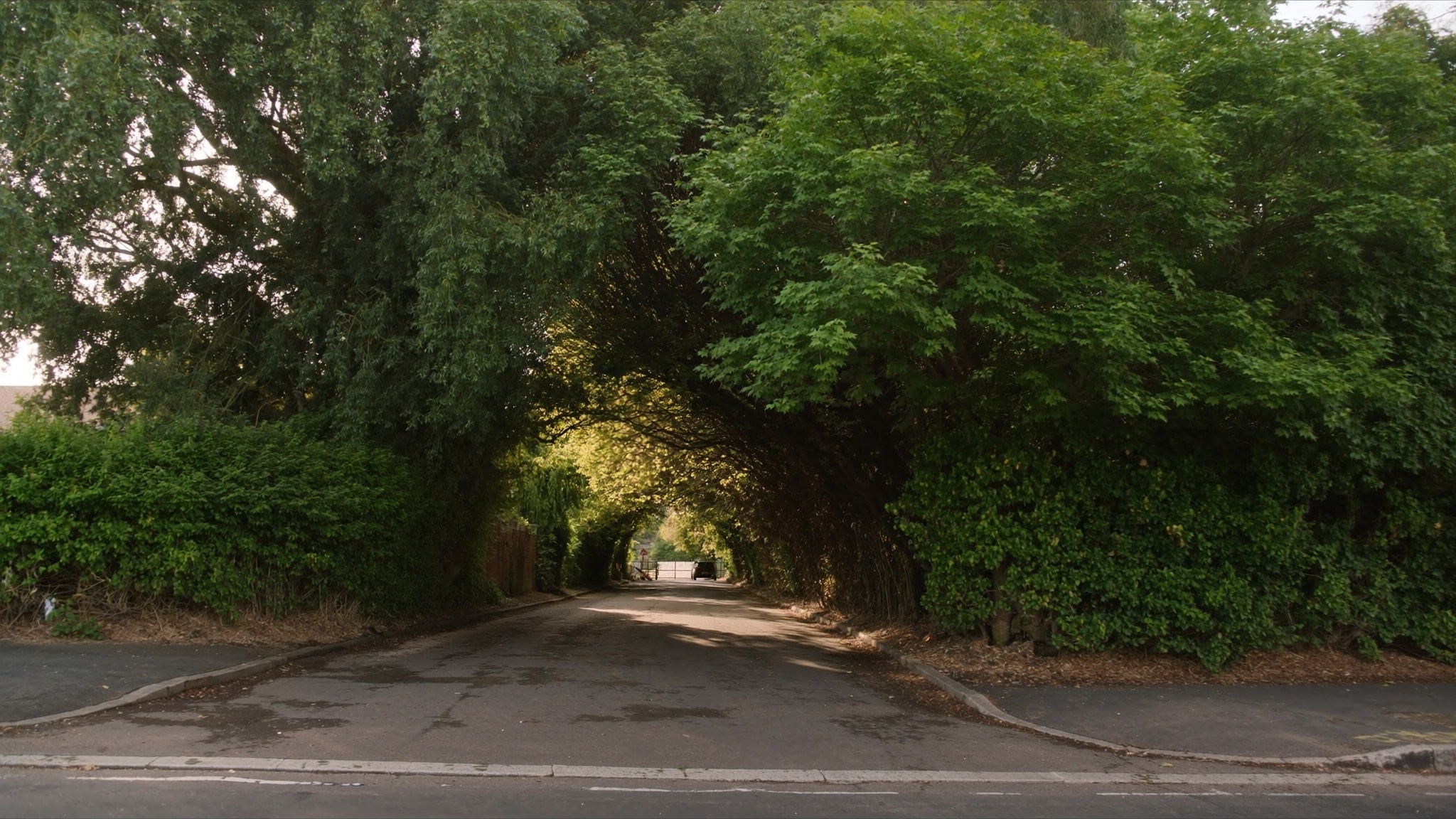 Tree-lined lane in Fulflood, Winchester